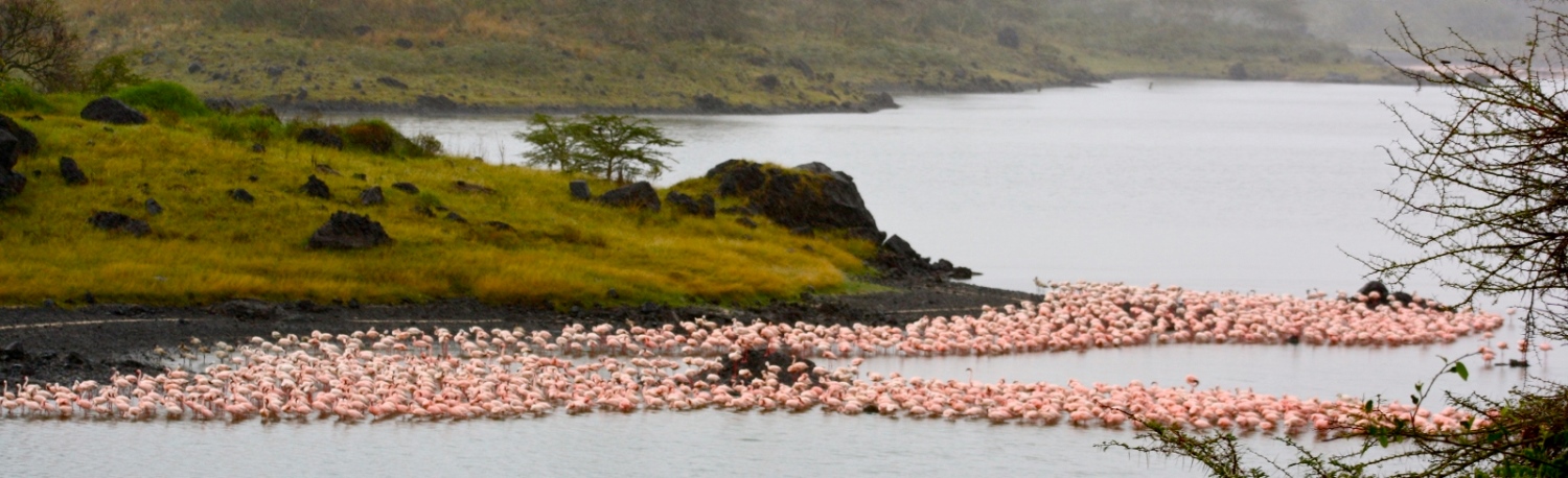 Flamingos_at_Arusha_National_Park