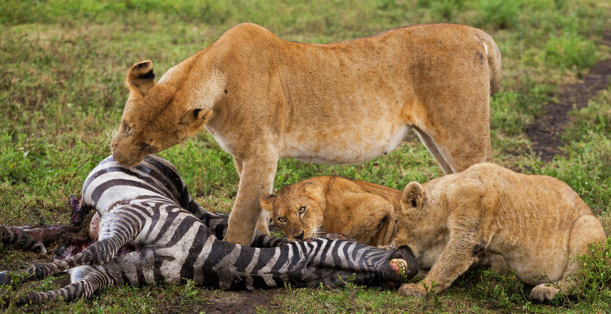 Lion vs zebra