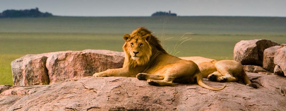 Lions_serengeti