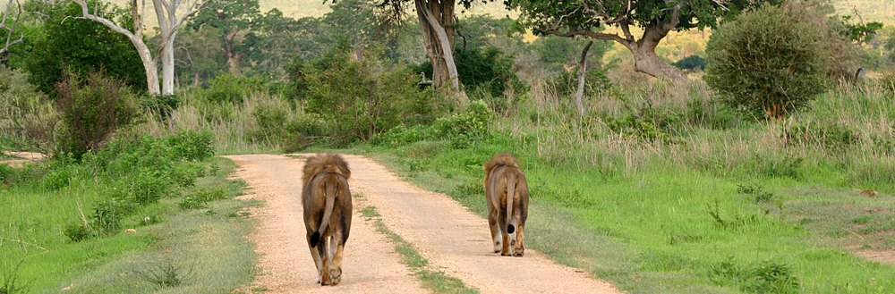 Mikumi National Park