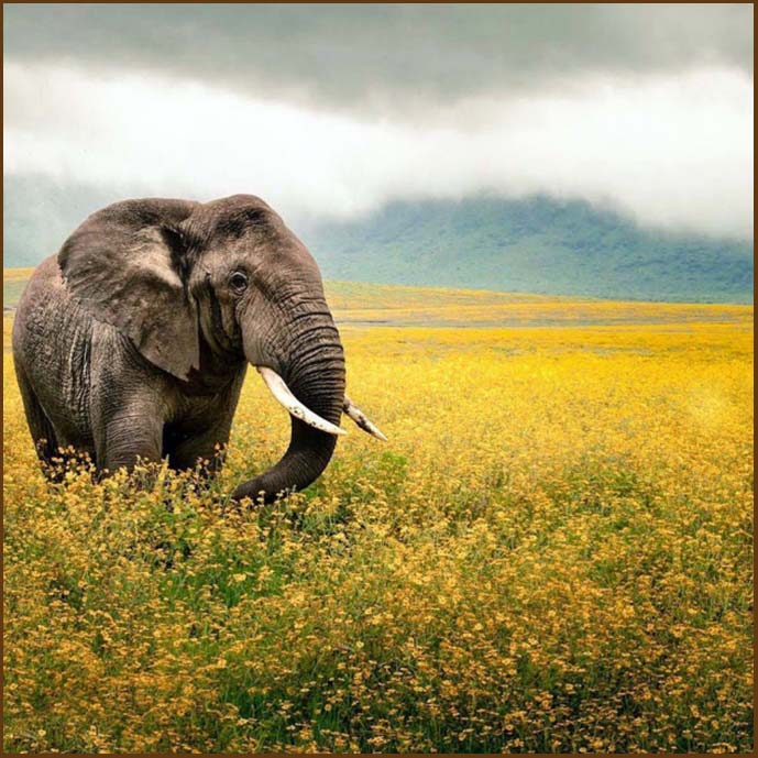 Ngorongoro crater big bull elephant