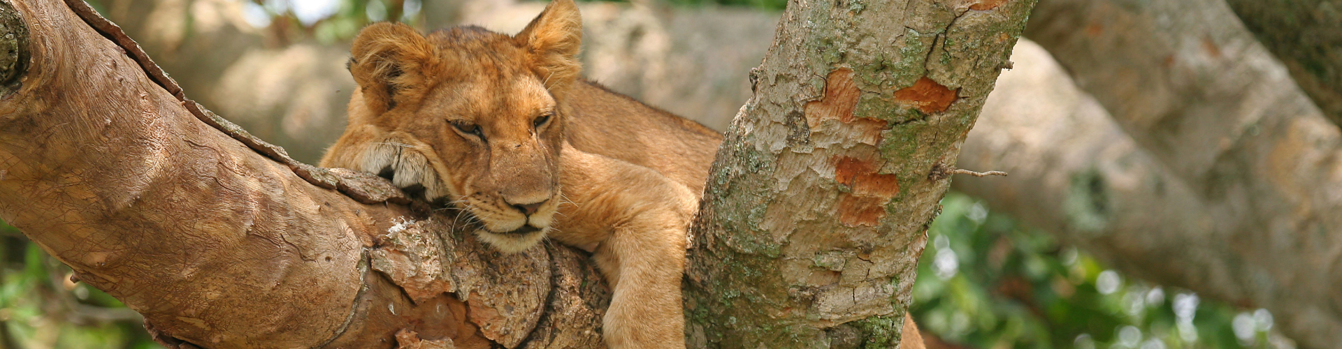 Safaris-Lion-climbing-tree