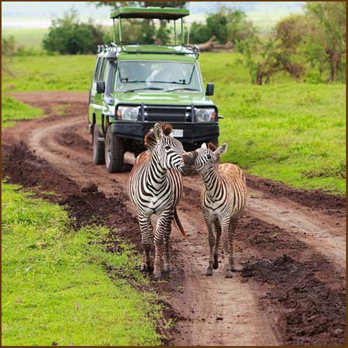 Serengeti zebras