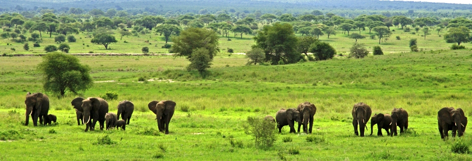 Tanzania; Tarangire; Elephants