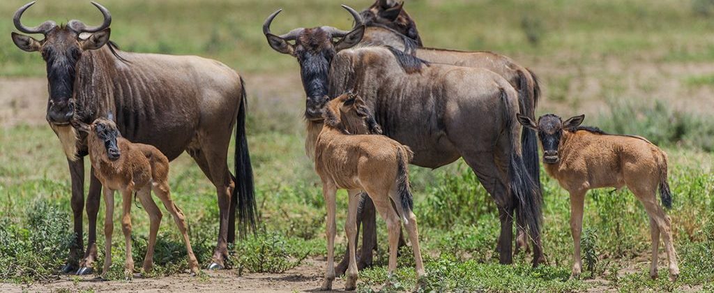 Wildebeests-Migration-Calving-Safari-Tanzania