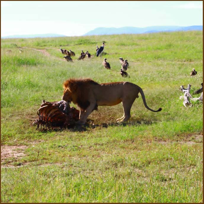 lion-serengeti