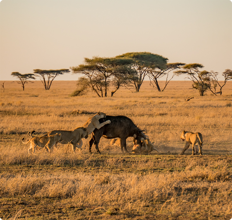 lions and bufallo