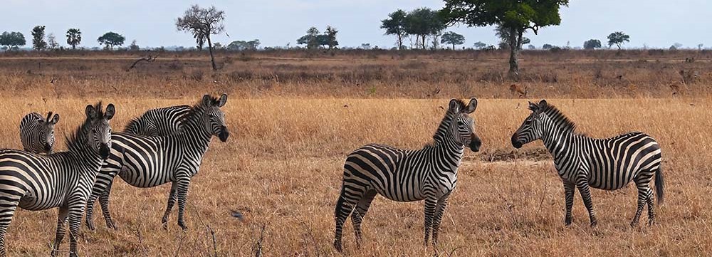 Mikumi National Park