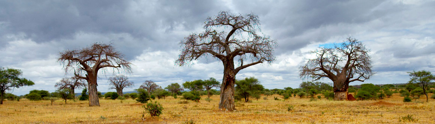 tarangire-national-park