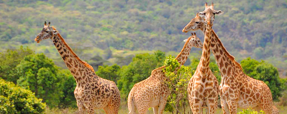 Arusha-National-Park-Bush-Safaris-1