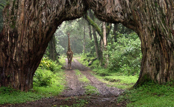 Arusha-National-Park