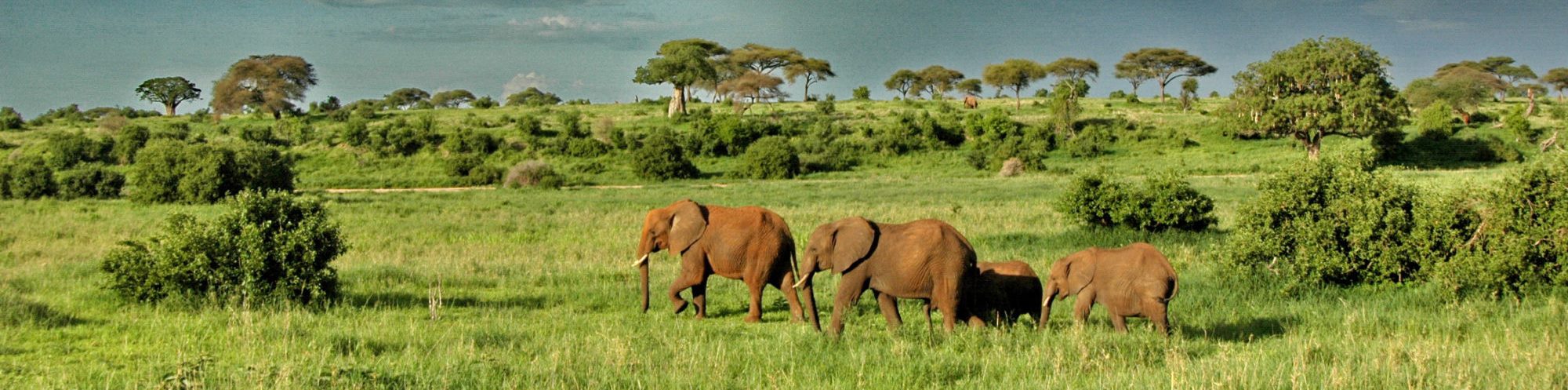 Tarangire-National-Park-elephants-roaming