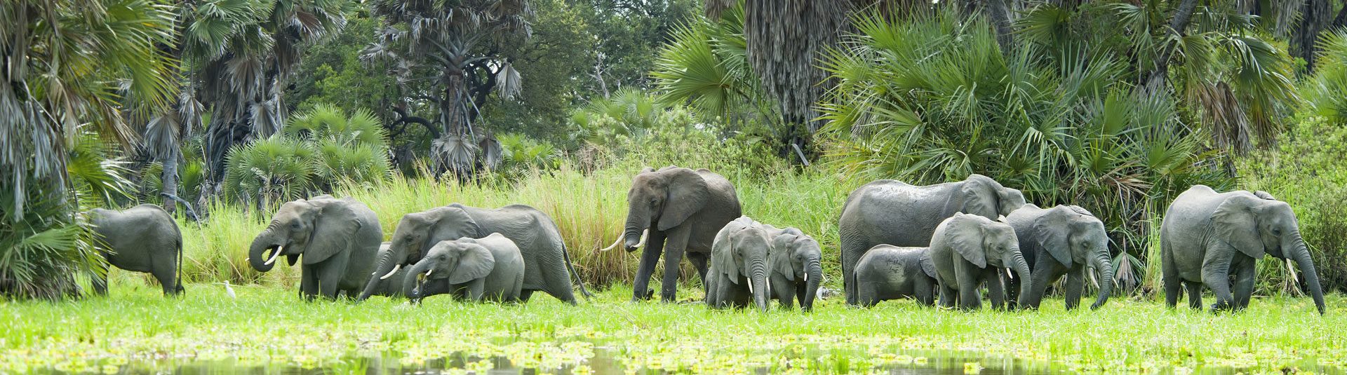 herd-of-elephants-and-water-selous
