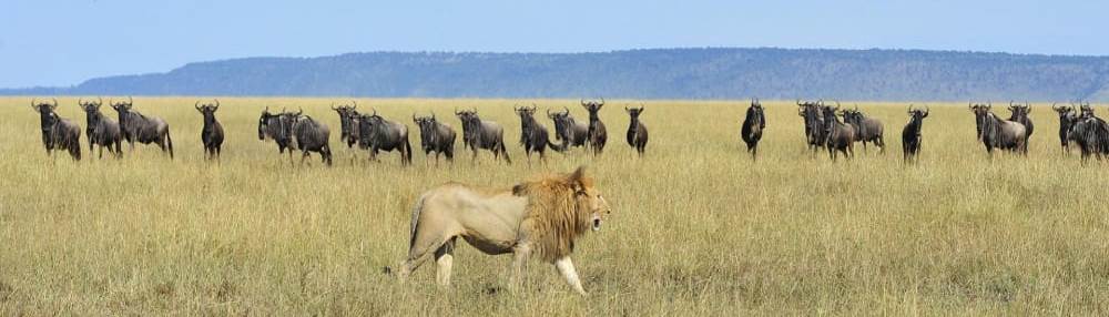 lions-wildebeest-serengeti-safari-great-migration